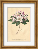 Framed Rhododendron Vintage