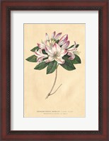 Framed Rhododendron Vintage