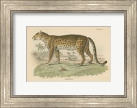 Framed Vintage Leopard