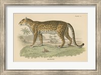 Framed Vintage Leopard