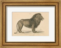 Framed Vintage Lion