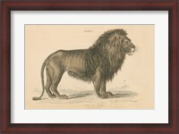 Framed Vintage Lion