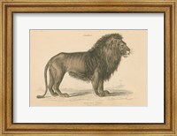 Framed Vintage Lion