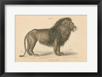 Framed Vintage Lion