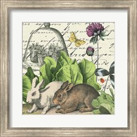 Framed 'Garden Rabbit II' border=