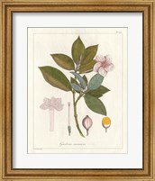 Framed Botanical Gardenia v2