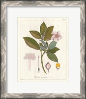 Framed 'Botanical Gardenia v2' border=