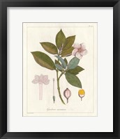 Framed Botanical Gardenia v2