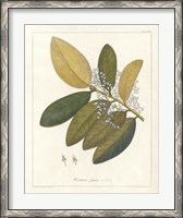 Framed Botanical Heritiera v2