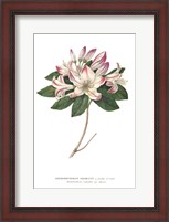 Framed Rhododendron Bright