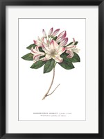 Framed Rhododendron Bright