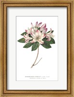 Framed Rhododendron Bright