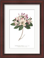 Framed Rhododendron Bright