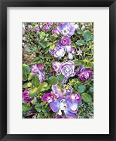 Framed Climbing Lilac Rose
