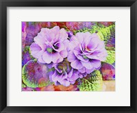 Framed Primula Lilac Fantasy
