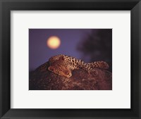 Framed Leopard with Rising Moon