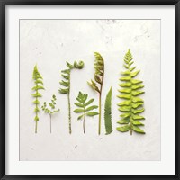 Framed Flat Lay Ferns IV