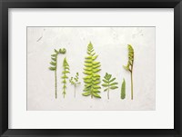 Framed Flat Lay Ferns II