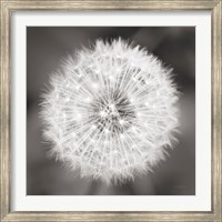Framed Dandelion Seedhead