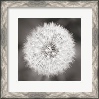 Framed Dandelion Seedhead