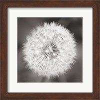 Framed Dandelion Seedhead