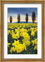 Framed Skagit Valley Daffodils I