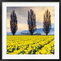 Framed Skagit Valley Daffodils II