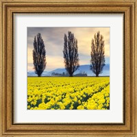 Framed Skagit Valley Daffodils II