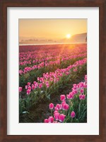 Framed Skagit Valley Tulips II