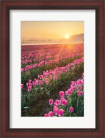 Framed Skagit Valley Tulips II