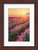 Framed Skagit Valley Tulips II