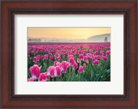 Framed Skagit Valley Tulips I