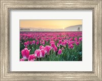 Framed Skagit Valley Tulips I