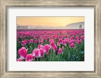Framed Skagit Valley Tulips I
