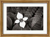 Framed Bunchberry and Ferns I BW