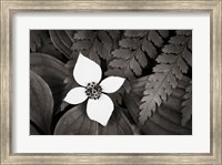 Framed Bunchberry and Ferns I BW