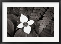 Framed Bunchberry and Ferns I BW