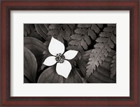 Framed Bunchberry and Ferns I BW