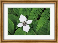 Framed Bunchberry and Ferns I color