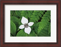 Framed Bunchberry and Ferns I color