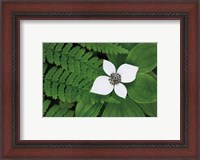 Framed Bunchberry and Ferns II color