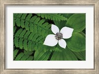 Framed Bunchberry and Ferns II color