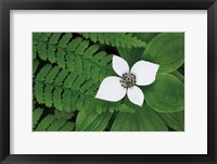 Framed Bunchberry and Ferns II color