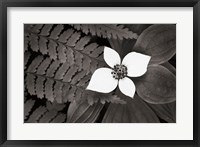 Framed Bunchberry and Ferns II BW