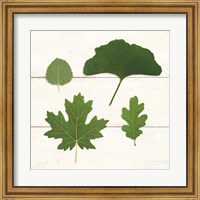 Framed Leaf Chart V Shiplap