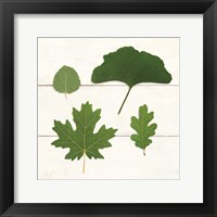 Leaf Chart V Shiplap Framed Print