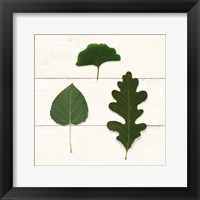 Leaf Chart III Shiplap Framed Print