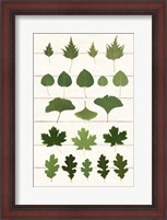 Framed Leaf Chart I Shiplap
