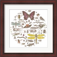 Framed Insect Circle II Bright