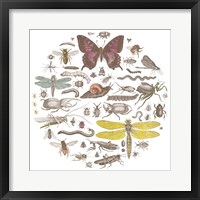 Insect Circle II Bright Framed Print
